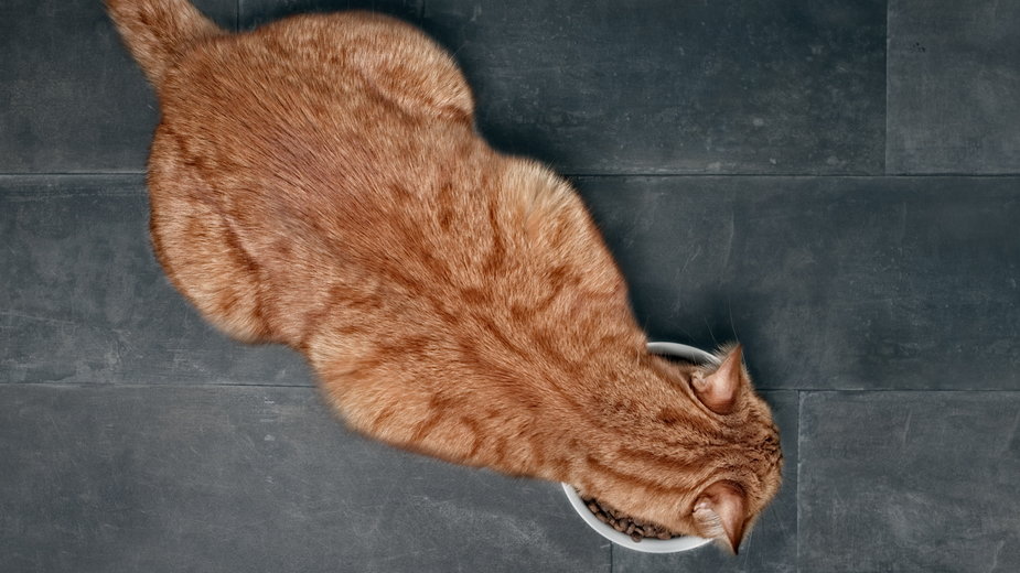 Koty słyną z wybredności do jedzenia - Lightspruch/stock.adobe.com
