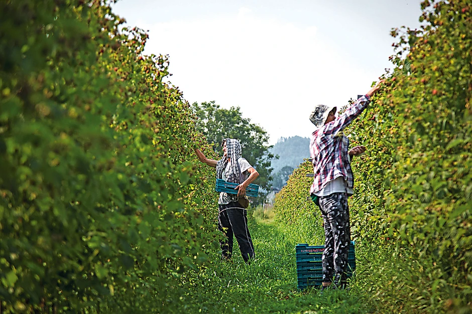 Malinari Arilje_ras foto vladimir zivojinovic028