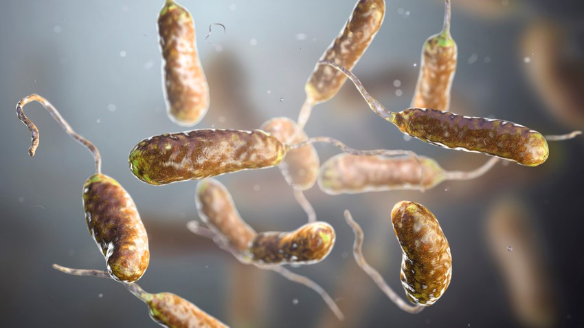 Bakterija Vibrio