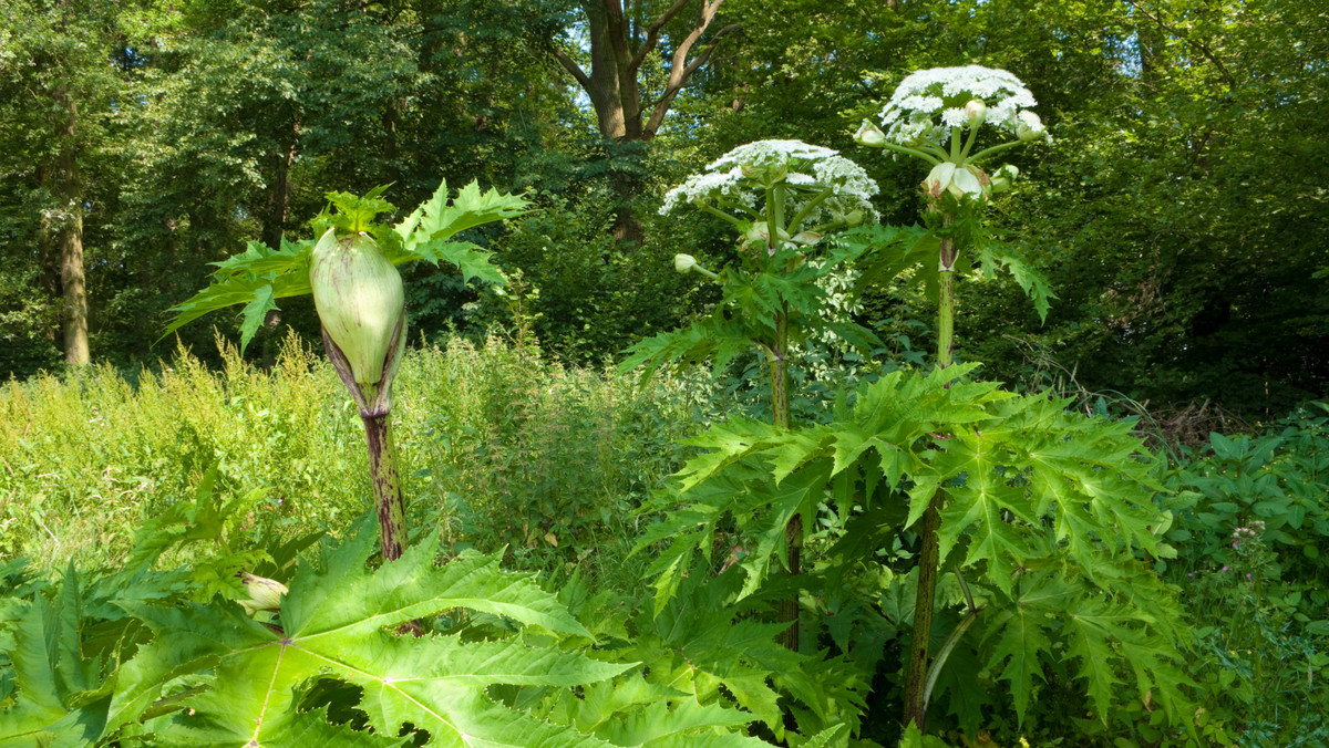 Ulica Willowa w Lublinie i tereny w pobliżu Ogrodu Botanicznego - te okolice szczególnie upodobał sobie Barszcz Sosnowskiego. Magistrat wypowiedział wojnę tej niebezpiecznej roślinie.