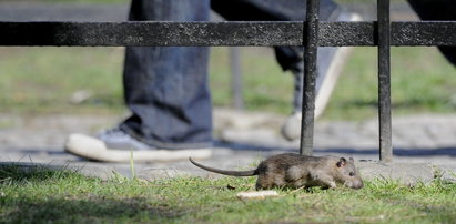 Szczury rządzą we Wrocławiu