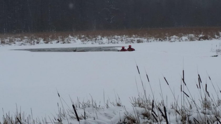 Lód załamał się pod jeleniem