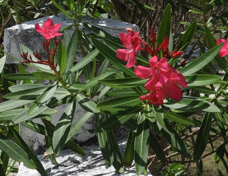 Nerium Oleander [Leonlevynativereserve]