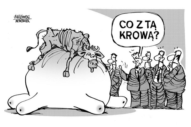 Krzętowski 16 czerwca Polska krowa