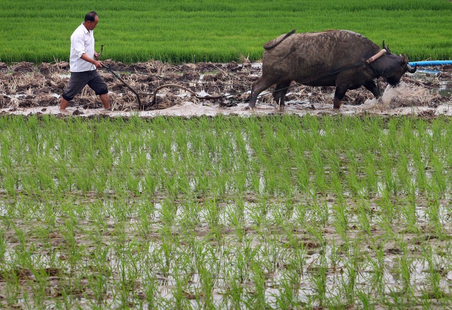 A farmer ploughs among rice seedlings in Jiangsu Province, China