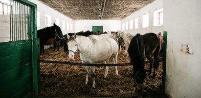 Będzie nowy prezes stadniny w Janowie