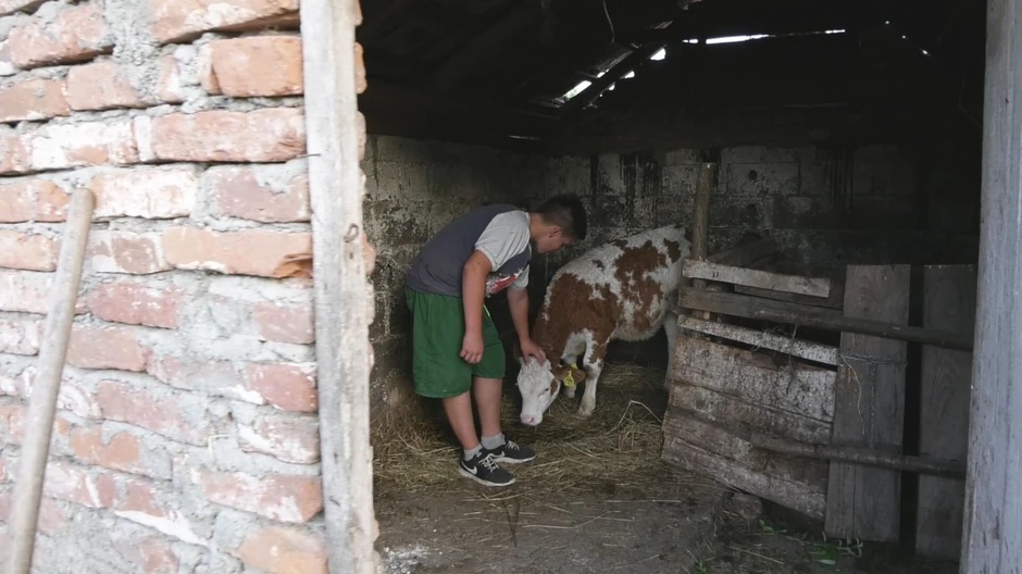 Imaju jedno tele koje Radoje obožava