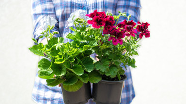 Jak sadzić kwiaty balkonowe? Genialna metoda, dzięki której nie połamiesz łodyg