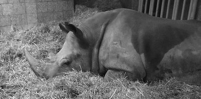 Symbol poznańskiego zoo nie żyje. "Wiemy, co było przyczyną śmierci Diuny"