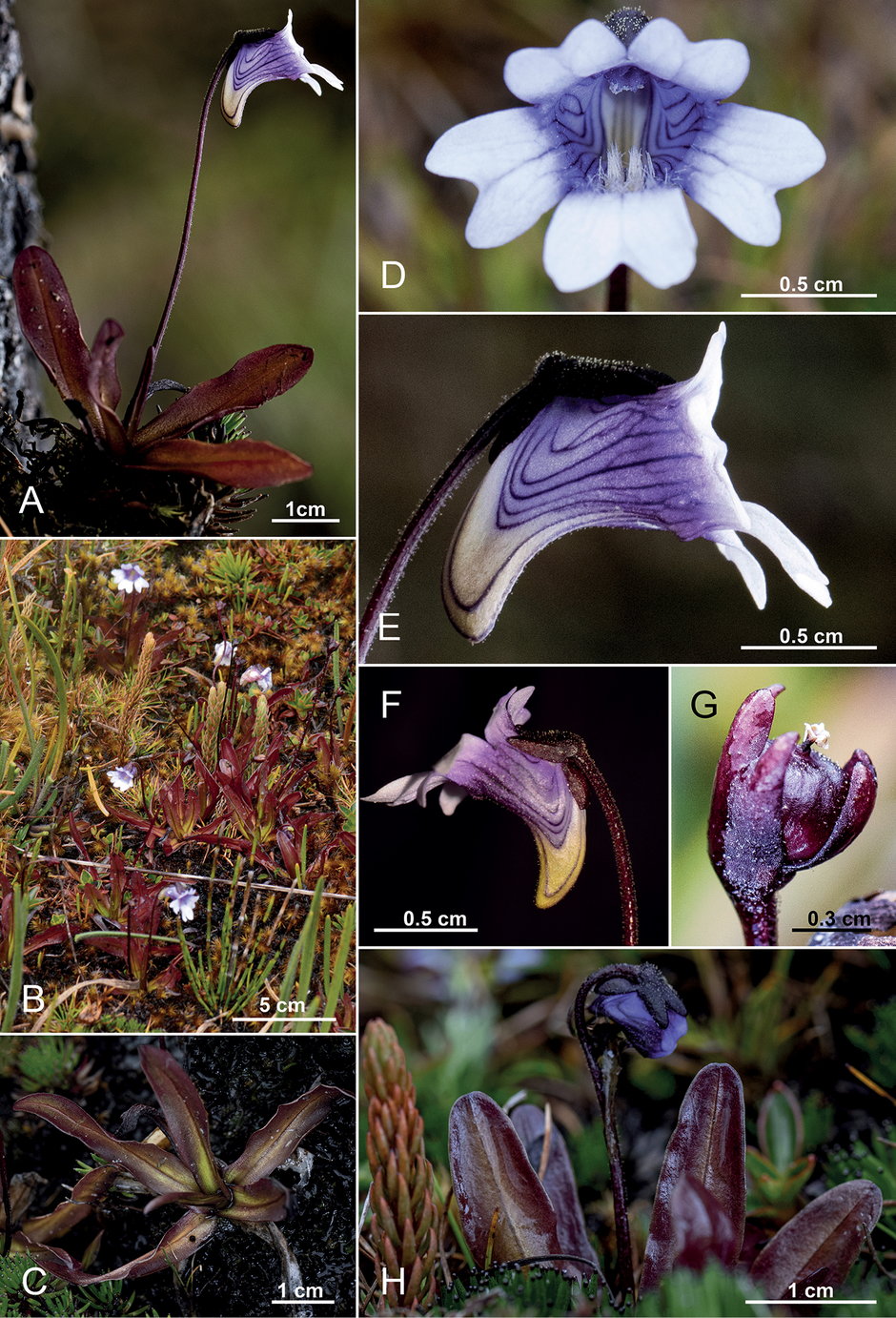 Pinguicula jimburensis