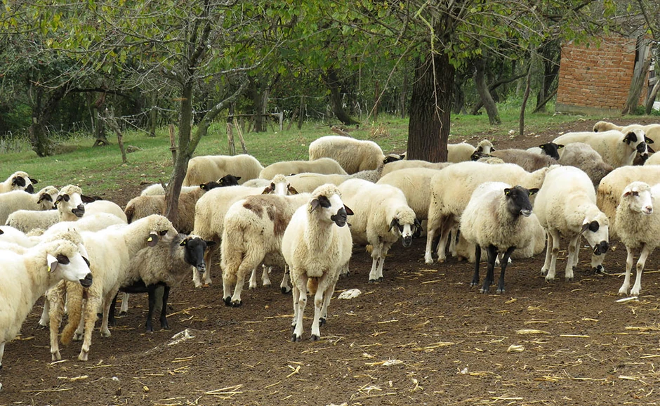 Plan je da na farmi u leliću jednog dana imaju 1.000 grla