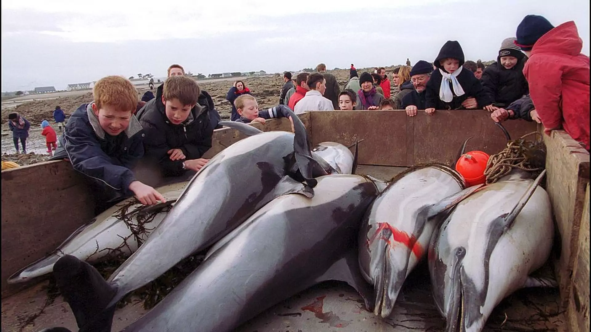 1100 martwych delfinów wyrzuconych na wybrzeże. To wina człowieka