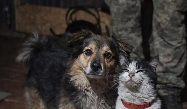 Pas i mačak spaseni sa ukrajinskog fronta