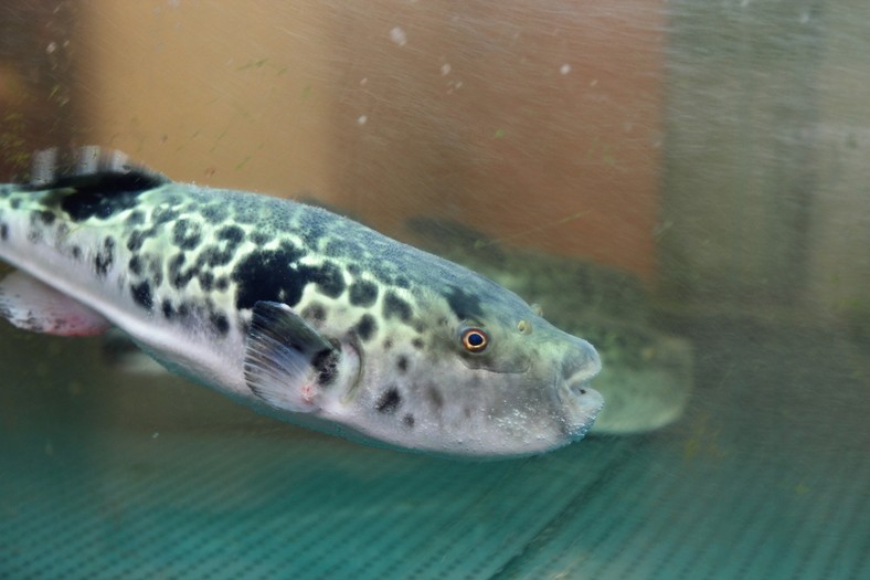 Fugu, fot. Vincent Ng/Shutterstock