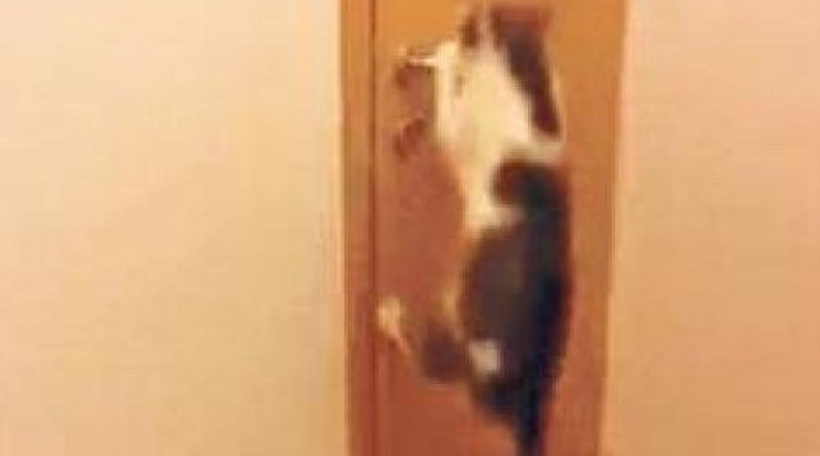 Öt ajtót is kinyit a csavargó macska