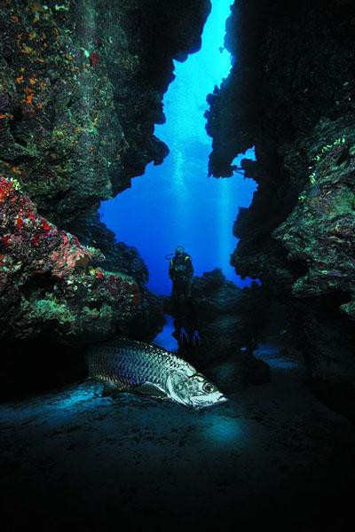 Galeria Kajmany - podwodny świat, obrazek 9