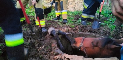 Trudna akcja strażaków w Świętokrzyskiem. Do szamba wpadł... koń [ZDJĘCIA]