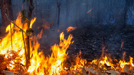 Bárkivel megtörténhet: csak egy kis pókot szeretett volna felgyújtani egy túrázó, leégette az egész erdőt