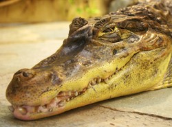 Pobili ciężarną krokodylicę. Pójdą siedzieć