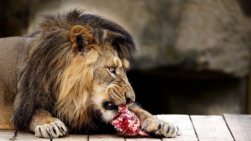 oroszlán diéta keto diéta fogyókúra hús