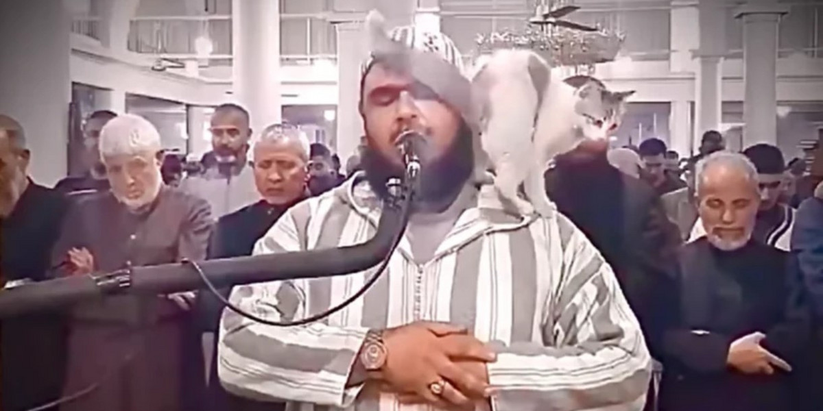 Algieria. Kot zrobił kabaret z modlitw w meczecie. Jest królem internetu.