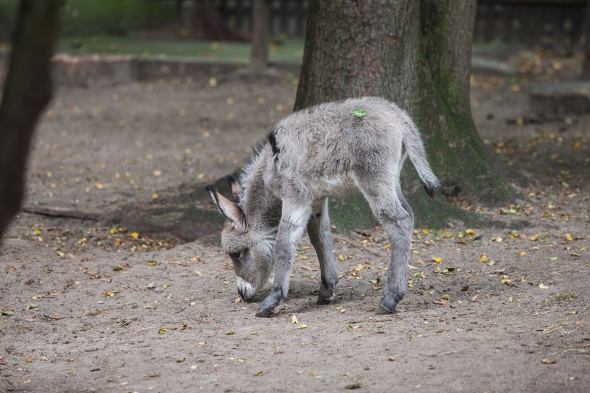 Osiołek George w zoo