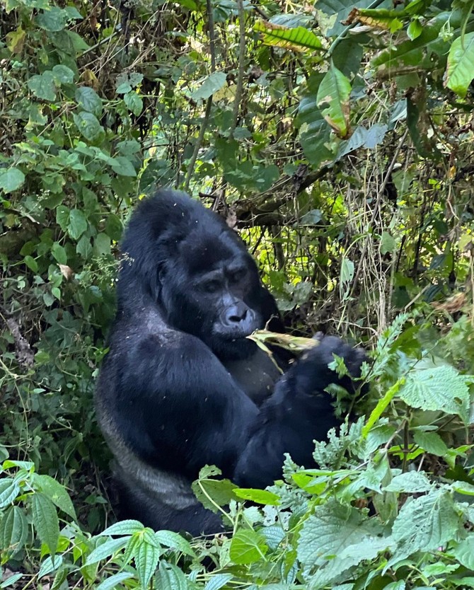 Uganda, planinske gorile