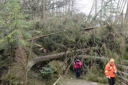 Połamane drzewa, jest niebezpieczne. Skutki wichury w Tatrach