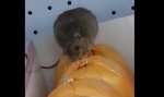 Szczur grasował po półkach sklepu popularnej sieci!