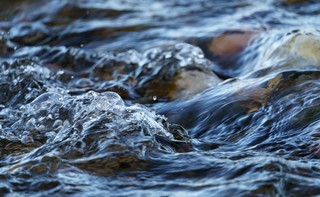 Śnięte ryby w Wildze. WIOŚ bada rzekę i szuka źródła zanieczyszczenia