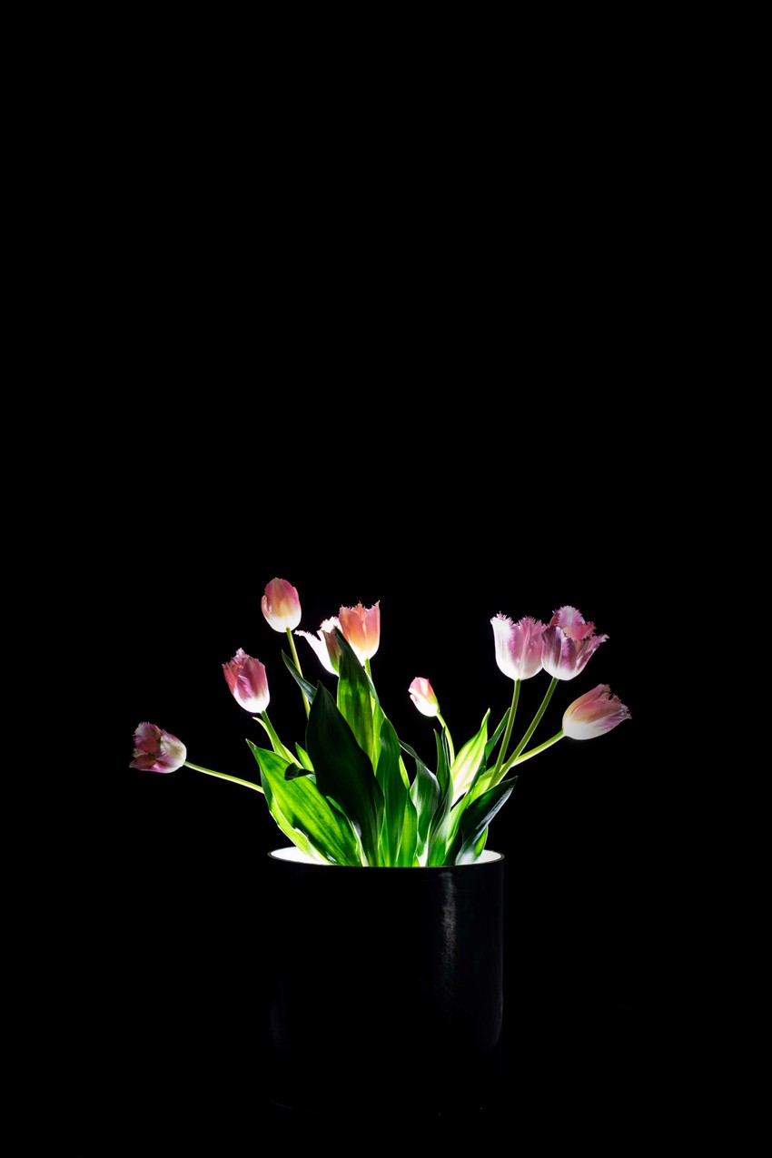 das untere licht flowers