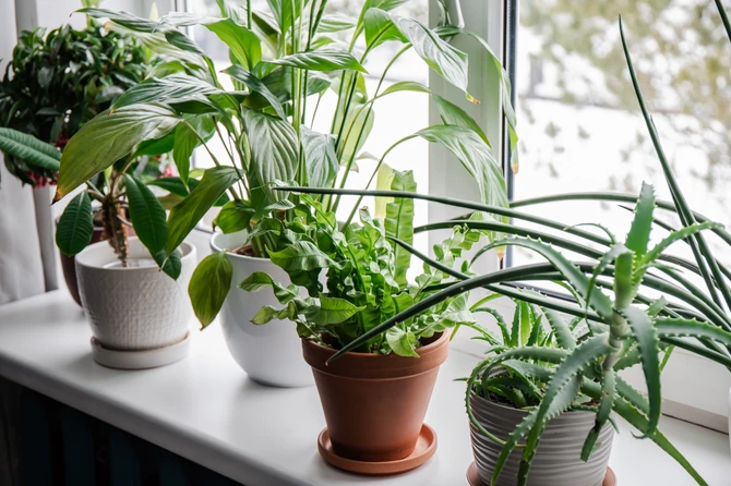 Ljuska od jajaeta je super izvor kalcijuma za biljke