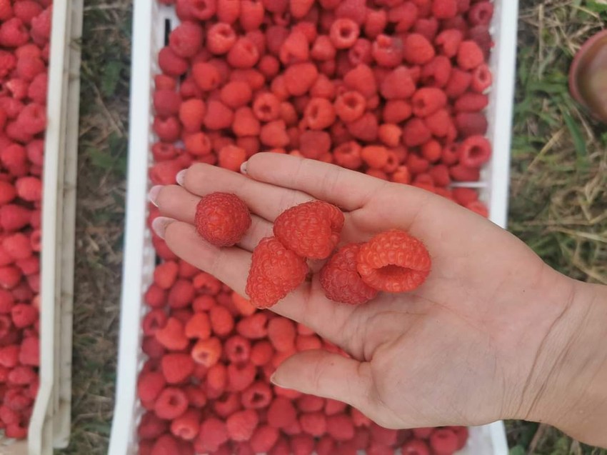 Porodica Avramović uzgaja šljive i maline na 1 hektaru zemlje