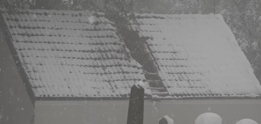 Pao hrast na Palibačkom groblju