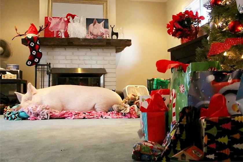 Esther the Wonder Pig