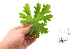 Rośliny do ogrodu, które odstraszają komary [TOP 20]