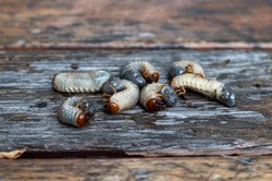 Sieją spustoszenie w ogrodach Polaków. Zastosuj ten trik, a nie będą miały szans