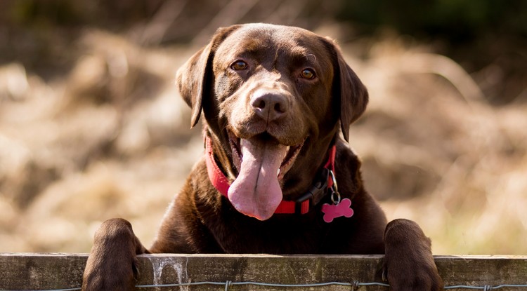 Labrador