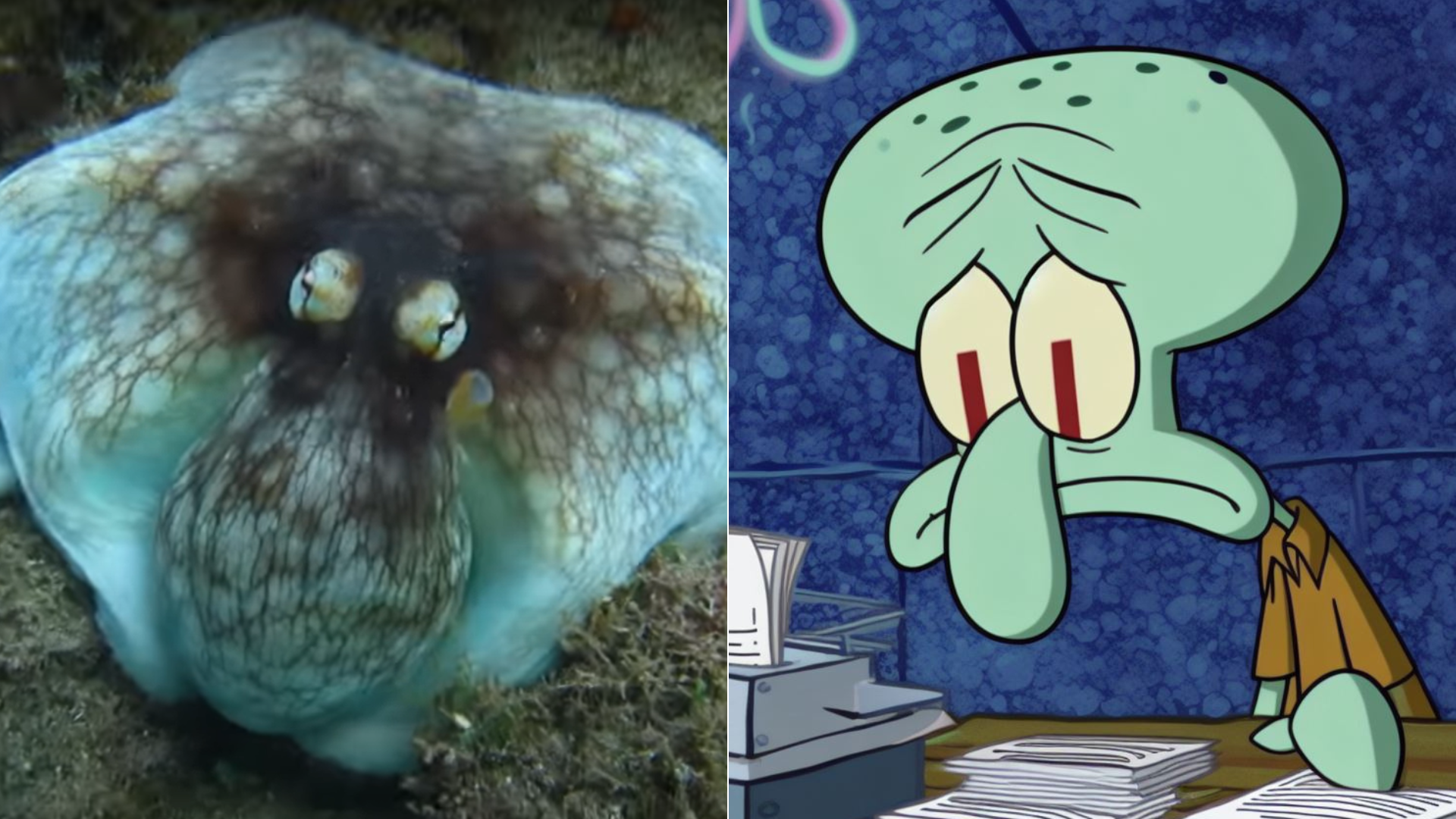 Hlavonožec či Sépiak chobotnica?