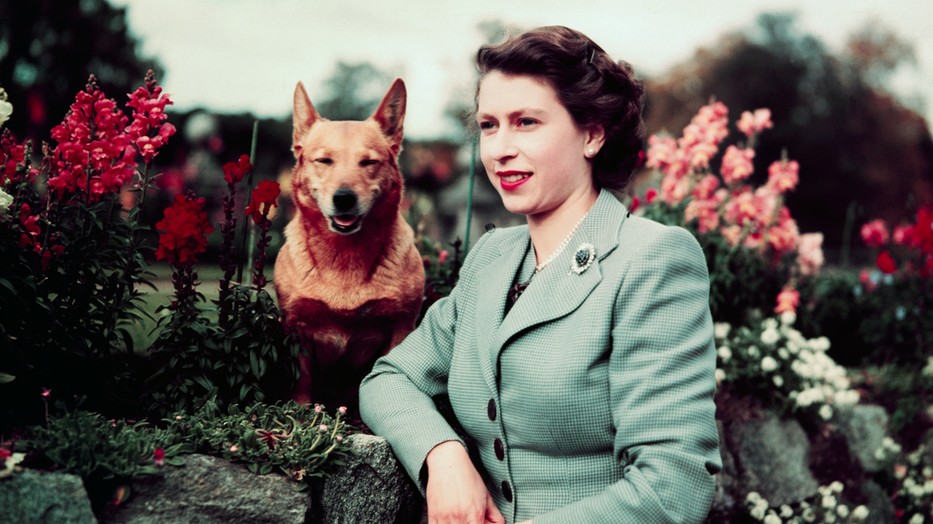 II. Erzsébet egyik corgijával 1952-ben / Fotó: Getty Images