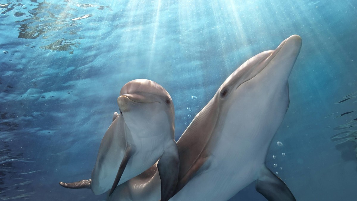 Dolphin Tale 2