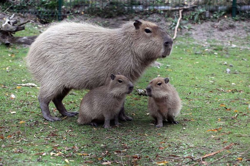 Ale wielka świnka morska! FOTO