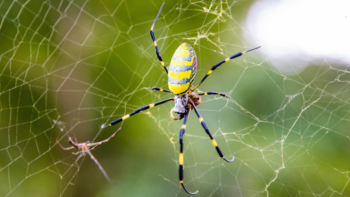 Inwazja jadowitych pająków z Azji. Eksperci alarmują: już raczej nie znikną
