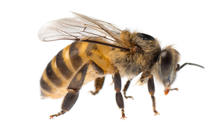 Az új fészküket kereső méhek most rajzottak ki/Fotó: Europress Thinkstock
