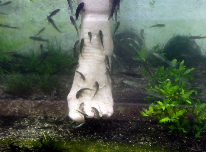 Rybki zrobią pedicure i zakażą