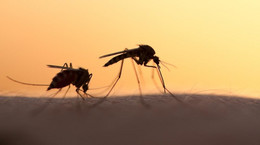 W Afryce może pojawić się malaria oporna na leki