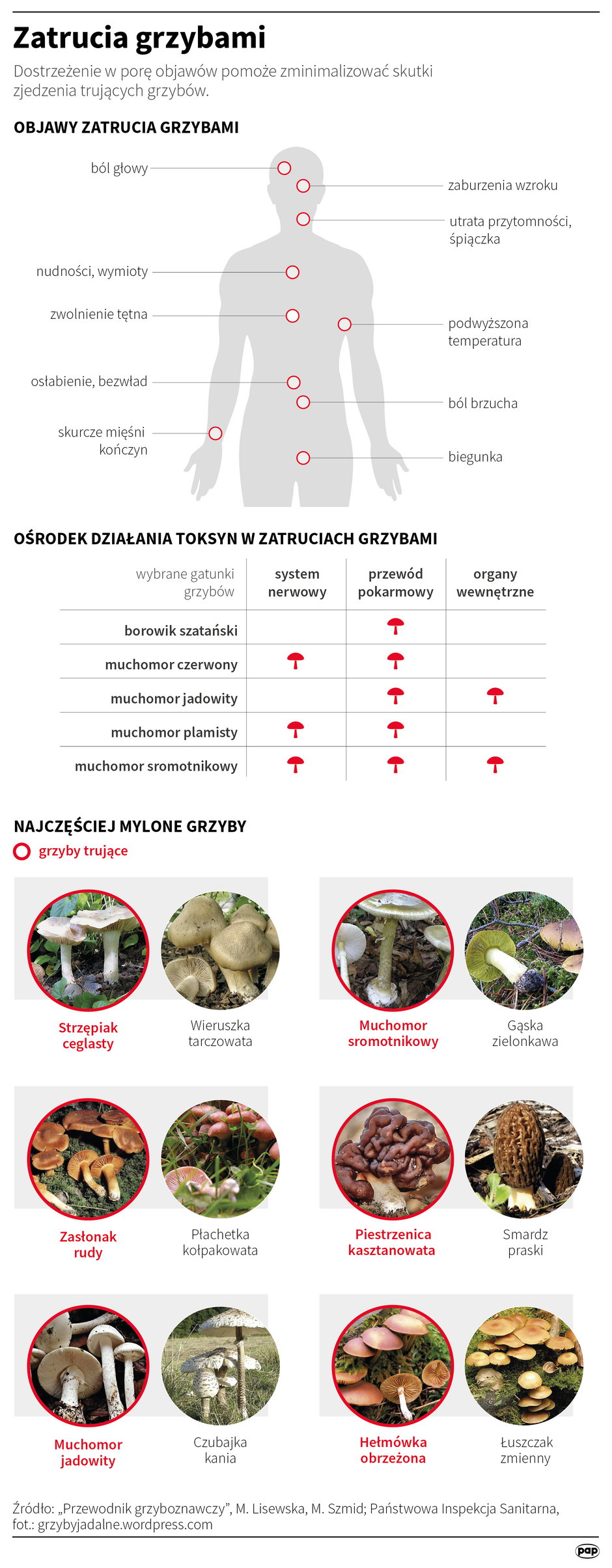 Zatrucia grzybami - infografika