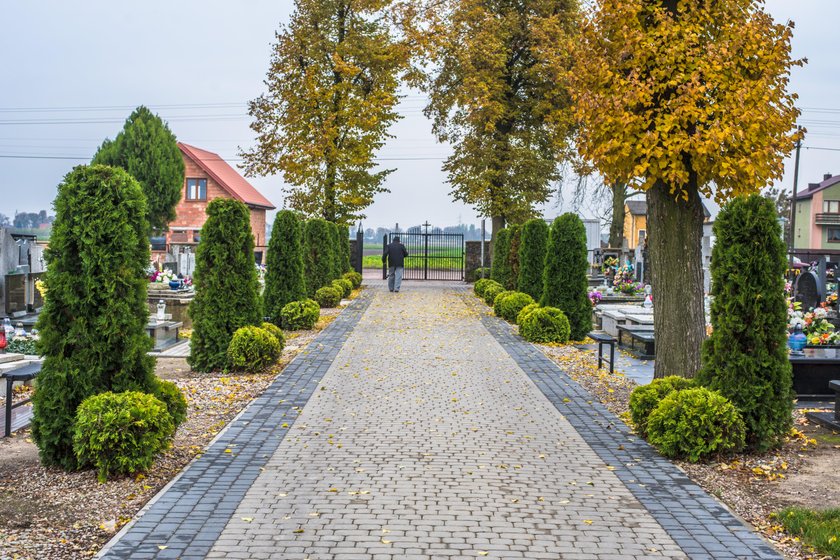 Aleja składa się z 20 kompozycji po trzy tuje każda