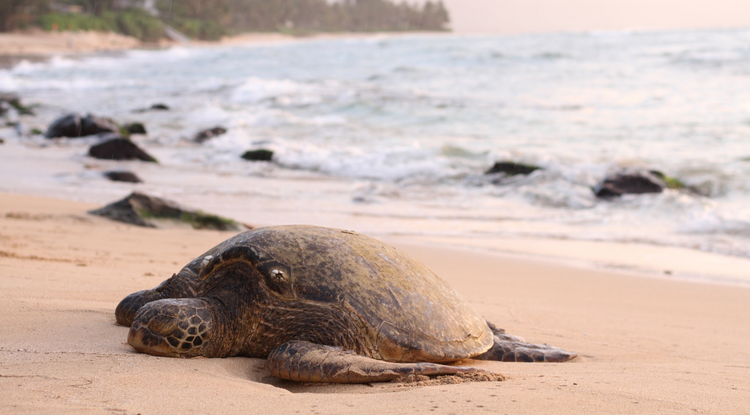 Megmentették ennek a teknősnek életét a 3D-s nyomtatás segítségével - VIDEÓ