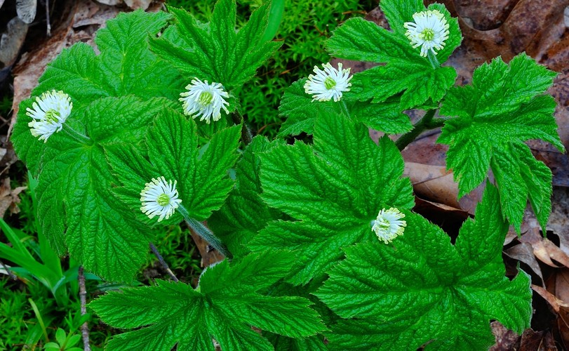 Gorzknik kanadyjski – skarb Indian dla twoich zębów